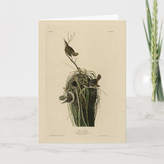 Marsh Wren von Audubons Vögeln von Amerika Karte (Vorderseite)