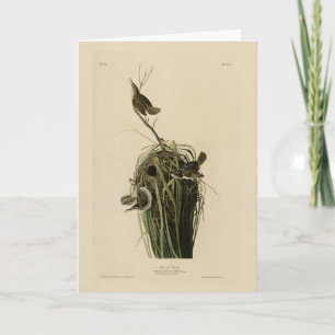 Marsh Wren von Audubons Vögeln von Amerika Karte