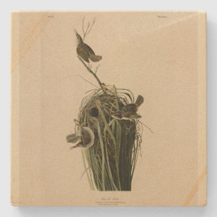 Marsh Wren von Audubons Vögeln von Amerika Steinuntersetzer
