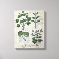 Marshmallow & Hastula Regia Asarabacca