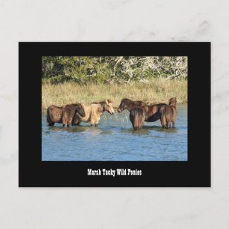 Marshy Tacky Ponies Postcard Postkarte