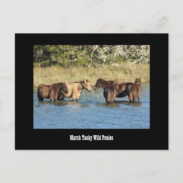 Marshy Tacky Ponies Postcard Postkarte (Vorderseite)