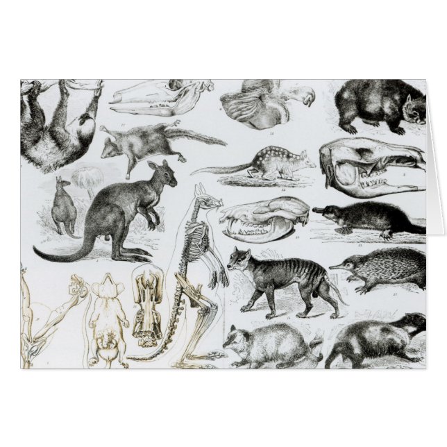 Marsupialia, Monetremata, Edentata (Vorderseite (Horizontal))