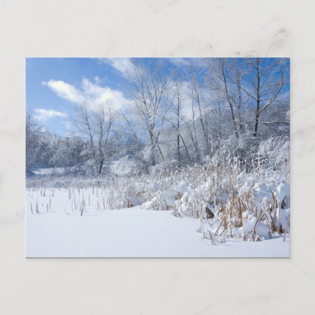 Marthaler Park Frozen Pond and Trees Postkarte (Vorderseite)