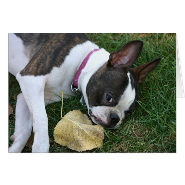 Martha's Leaf (Vorderseite (Horizontal))