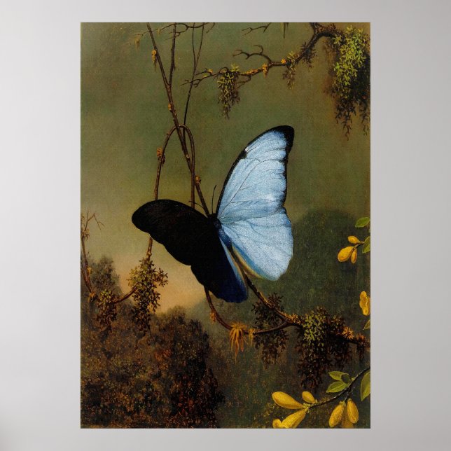 Martin Johnson Heade - Blue Morpho Butterfly Poster (Vorne)