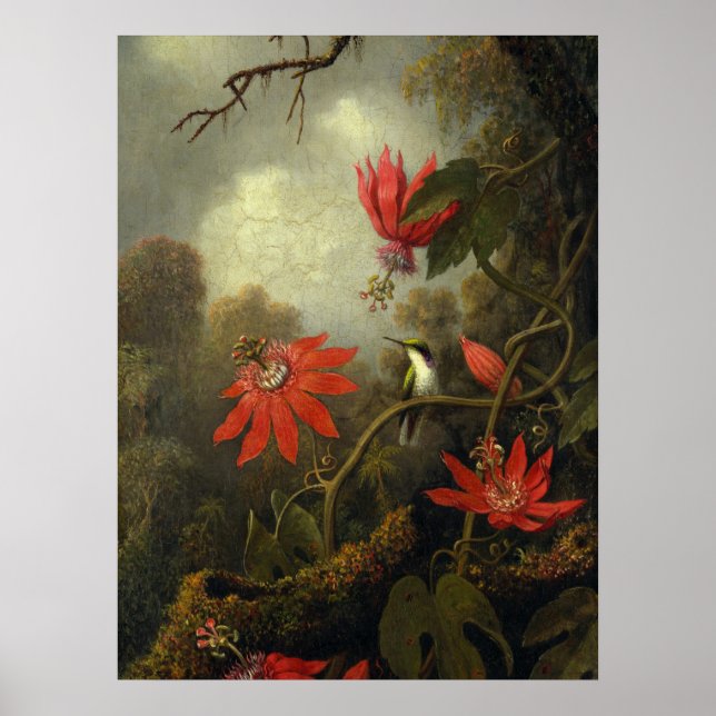 Martin Johnson Heade - Hummingbird Poster (Vorne)