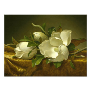 Martin Johnson Heade - Magnolias auf Gold Velvet Fotodruck