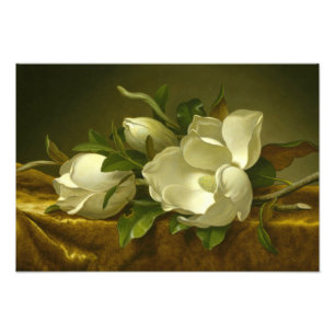 Martin Johnson Heade - Magnolias auf Gold Velvet Fotodruck