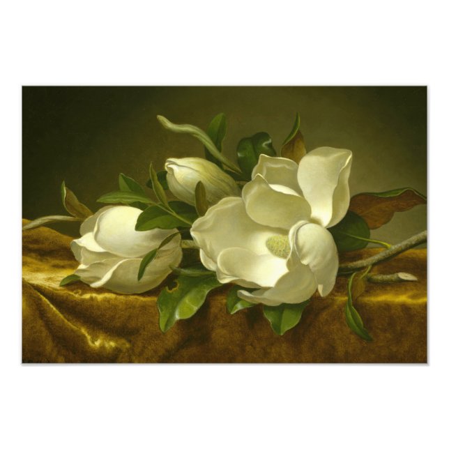 Martin Johnson Heade - Magnolias auf Gold Velvet Fotodruck (Vorne)