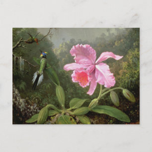 Martin Johnson Heade Orchid und Hummingbirds Postkarte