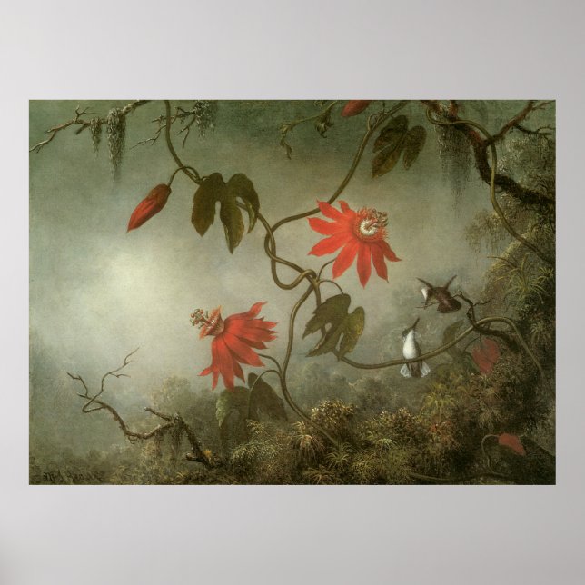 Martin Johnson Heade Passion Blume Poster (Vorne)