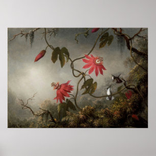 Martin Johnson Heade - Passionsblumen und Kolibri Poster