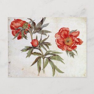 Martin Schongauer: Studie über Peonies Postkarte