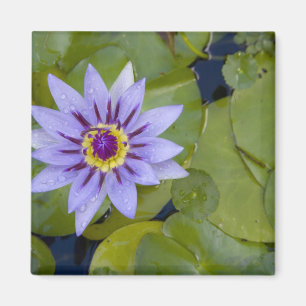 Martinique, französische Antillen, West Indies, B Magnet