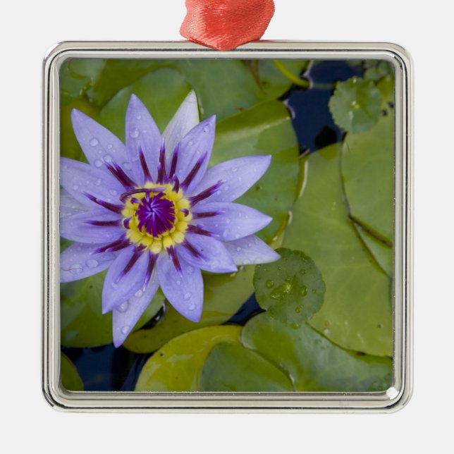 Martinique, französische Antillen, West Indies, Bl Silbernes Ornament (Vorne)