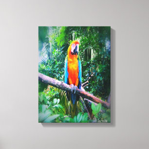 Martinique Macaw Leinwanddruck