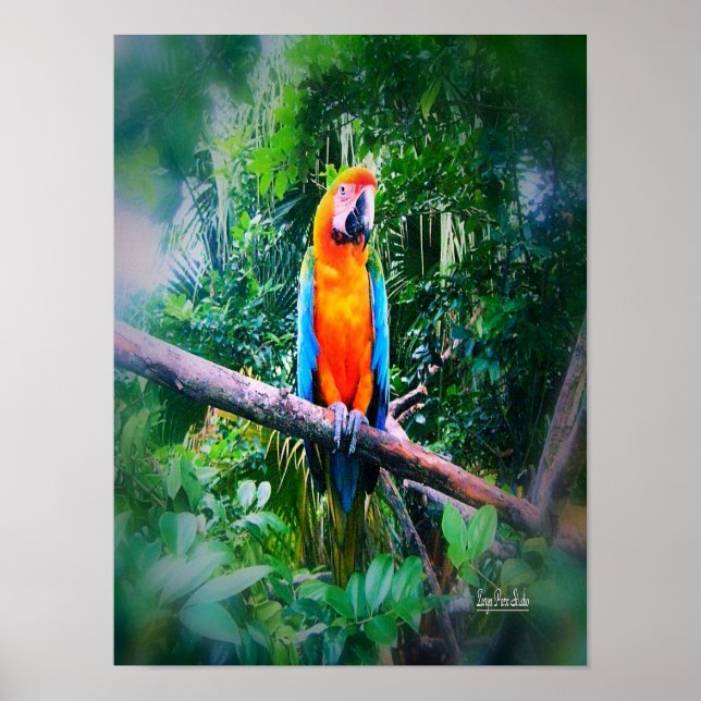 Martinique Macaw Poster (Vorne)