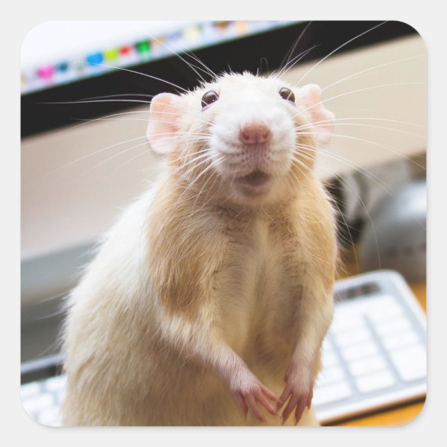 Marty Mouse Stickers - Standin' Tall (Vorderseite)