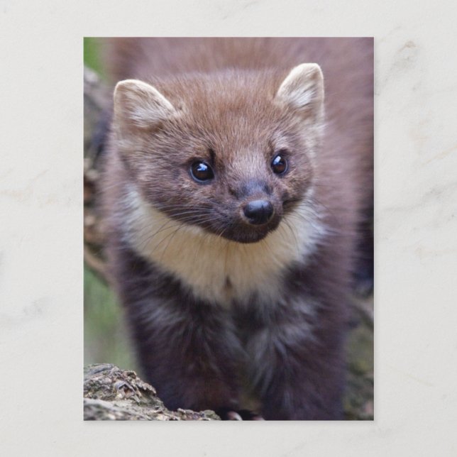 Marty Postcard Postkarte (Vorderseite)