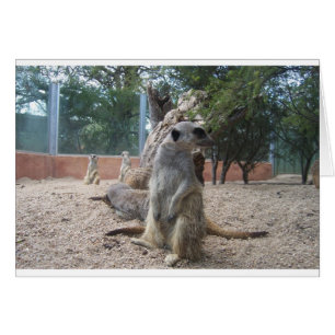 Marvelous Meerkats
