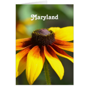 Maryland Black Eyed Susan