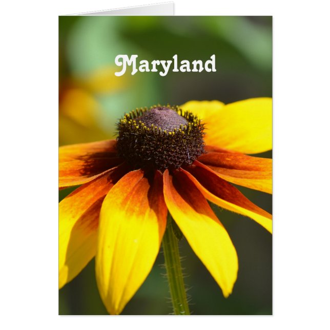Maryland Black Eyed Susan (Vorne)