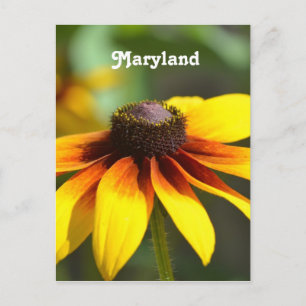 Maryland Black Eyed Susan Postkarte
