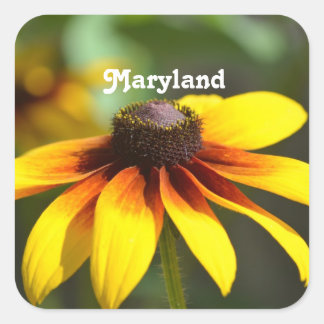 Maryland Black Eyed Susan Quadratischer Aufkleber