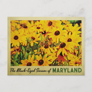 Maryland Black-Mit Augen Susans Postkarte