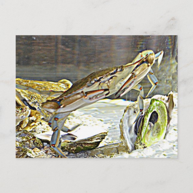 Maryland Blue Crab Postkarte (Vorderseite)