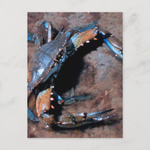 Maryland Blue Crab Postkarte