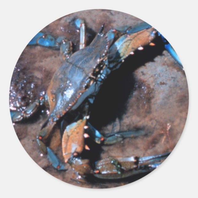 Maryland Blue Crab Runder Aufkleber (Vorderseite)
