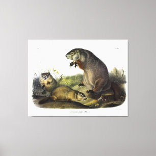 Maryland Marmot, Woodchuck, Groundhog von Audubon Leinwanddruck