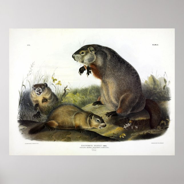 Maryland Marmot, Woodchuck, Groundhog von Audubon Poster (Vorne)