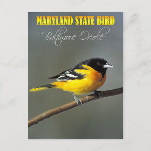 Maryland Staat Bird - Baltimore Oriole Postkarte