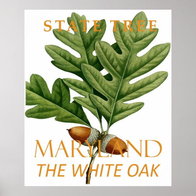 Maryland Territory Tree The White Oak Poster (Vorne)