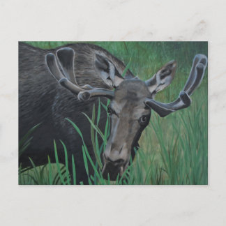 Marysville Moose Postcard Postkarte