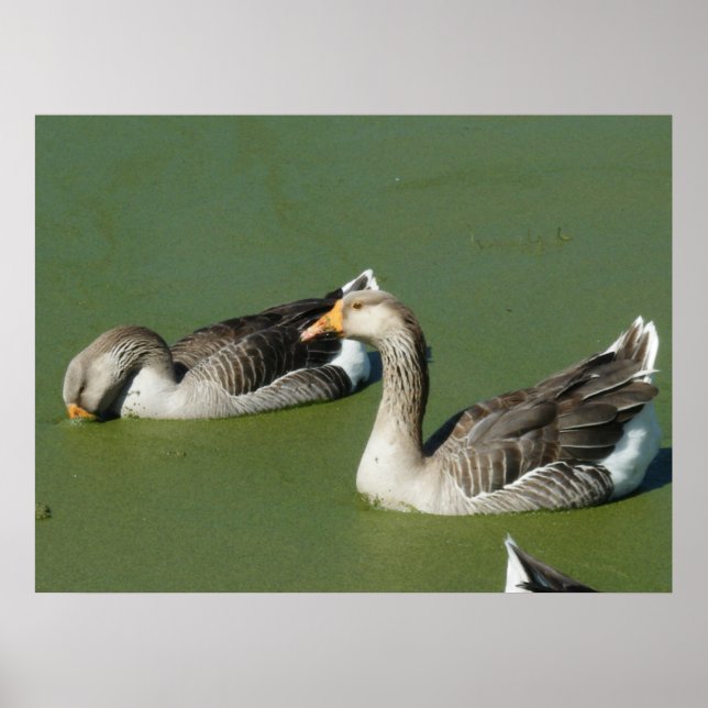 März 4 (51) Leinwand Poster (Vorne)