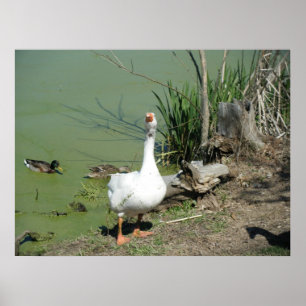 März 4 (62) Leinwand Poster