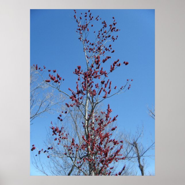 März 4._Farbiger Roter Baum Poster (Vorne)