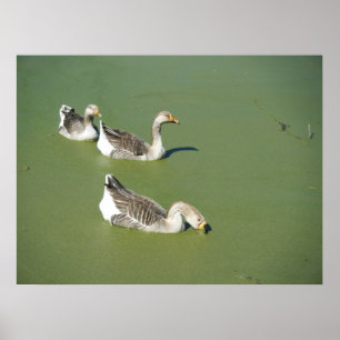 März 4th_Swamp Ducks #2 Poster