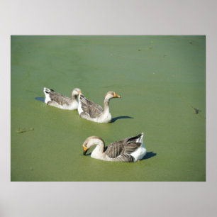 März 4th_Swamp Ducks Leinwand Poster