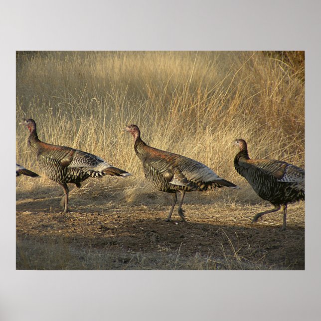März der Türkei bei Sonnenuntergang Poster (Vorne)