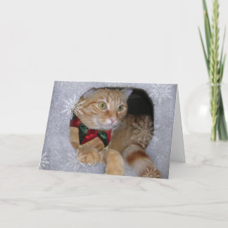 mas x kardieren feiertagskarte