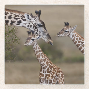 Masai-Giraffe (Giraffe Tippelskirchi) Glasuntersetzer