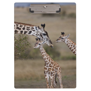 Masai-Giraffe (Giraffe Tippelskirchi) Klemmbrett
