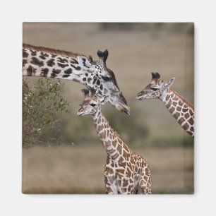 Masai-Giraffe (Giraffe Tippelskirchi) Magnet