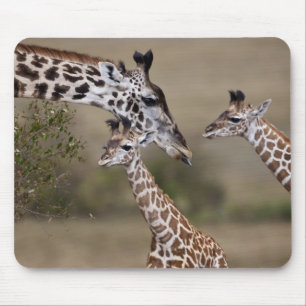 Masai-Giraffe (Giraffe Tippelskirchi) Mousepad