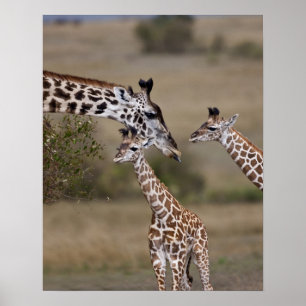 Masai-Giraffe (Giraffe Tippelskirchi) Poster